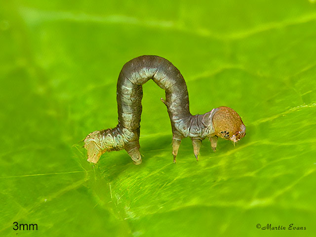  70.232 Large Thorn larva 3mm Copyright Martin Evans