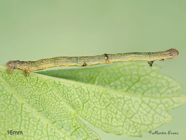  70.232 Large Thorn larva 16mm Copyright Martin Evans