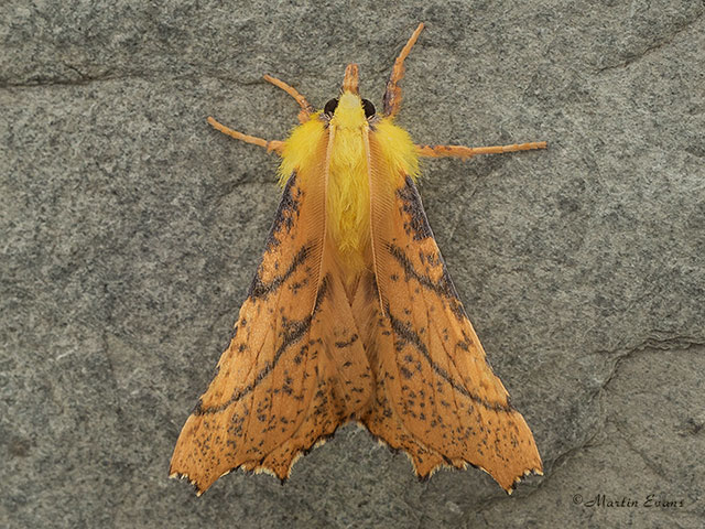  70.234 Canary-shouldered Thorn Copyright Martin Evans 