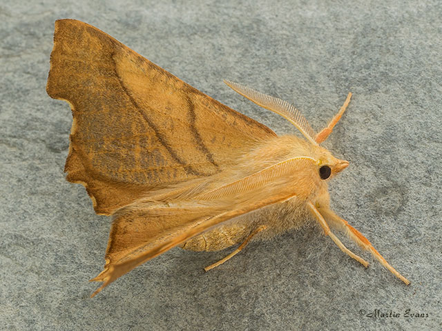  70.235 Dusky Thorn Copyright Martin Evans 