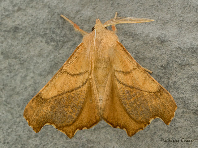  70.235 Dusky Thorn Copyright Martin Evans 