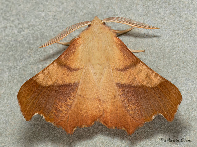  70.235 Dusky Thorn Copyright Martin Evans 