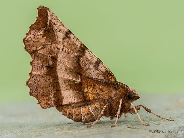  70.237 Early Thorn spring male Copyright Martin Evans 
