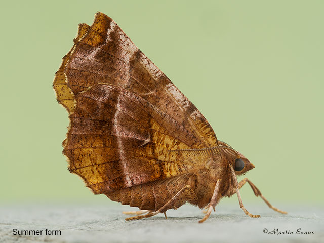  70.237 Early Thorn summer male Copyright Martin Evans 