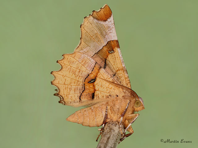  70.238 Lunar Thorn Copyright Martin Evans 