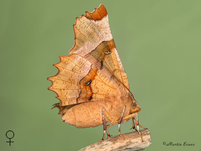  70.238 Lunar Thorn female Copyright Martin Evans 
