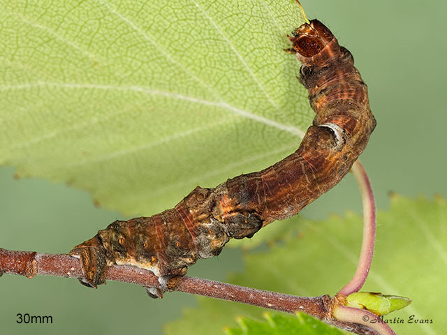  70.238 Lunar Thorn larva 30mm Copyright Martin Evans 