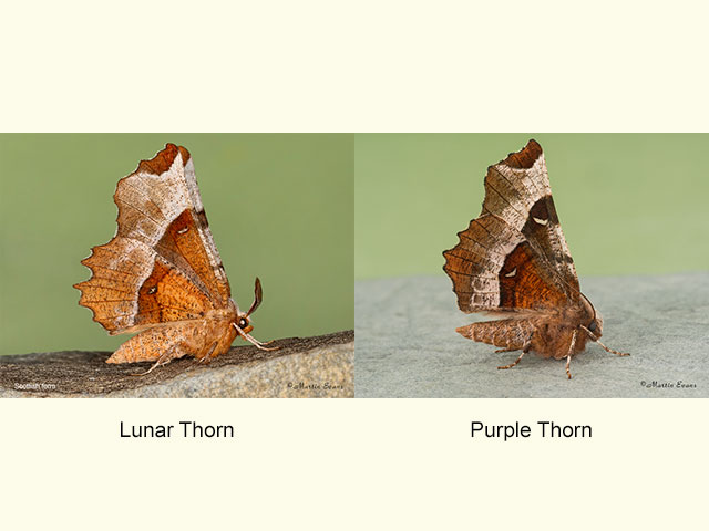  70.238 Lunar Thorn Scotland and Purple Thorn Copyright Martin Evans 