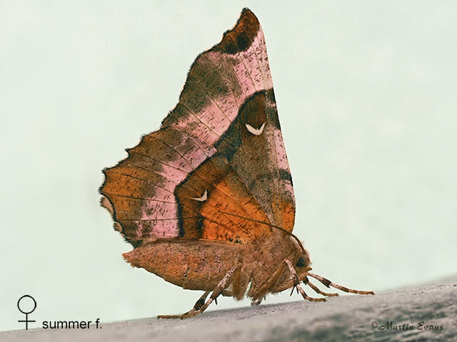  70.239 Purple Thorn female summer form Copyright Martin Evans 
