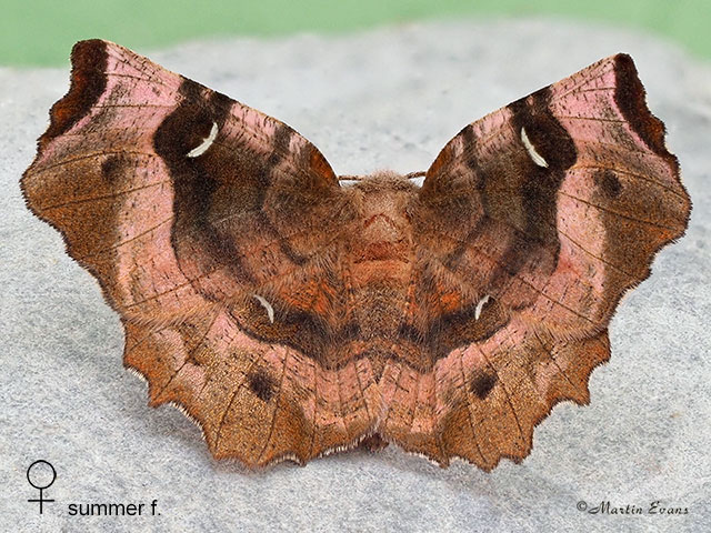  70.239 Purple Thorn female typical resting pose Copyright Martin Evans 