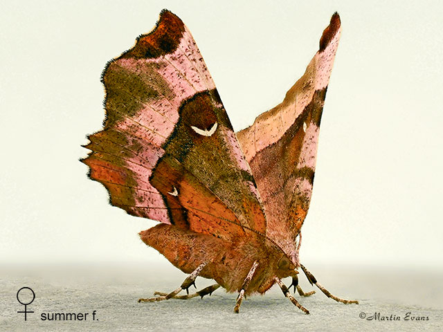  70.239 Purple Thorn female typical resting pose Copyright Martin Evans 