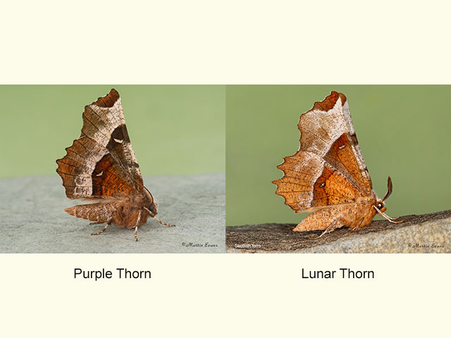  70.239 Purple Thorn and Lunar Thorn Scottish form Copyright Martin Evans 