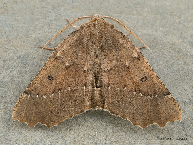  70.240 Scalloped Hazel Copyright Martin Evans 