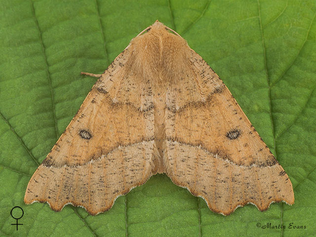  70.240 Scalloped Hazel female Copyright Copyright Martin Evans 