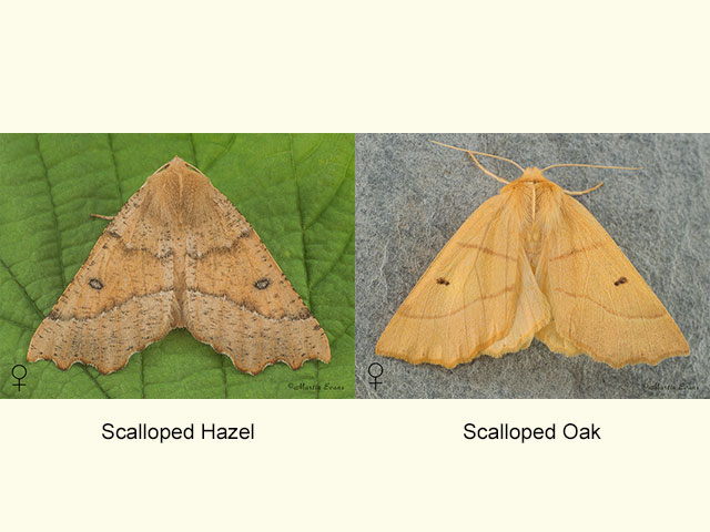  70.240 Scalloped Hazel and Scalloped Oak Copyright Copyright Martin Evans 