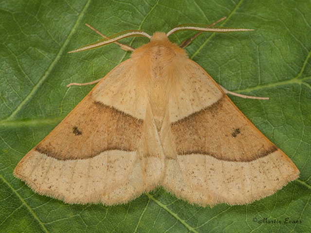  70.241 Scalloped Oak Copyright Martin Evans 