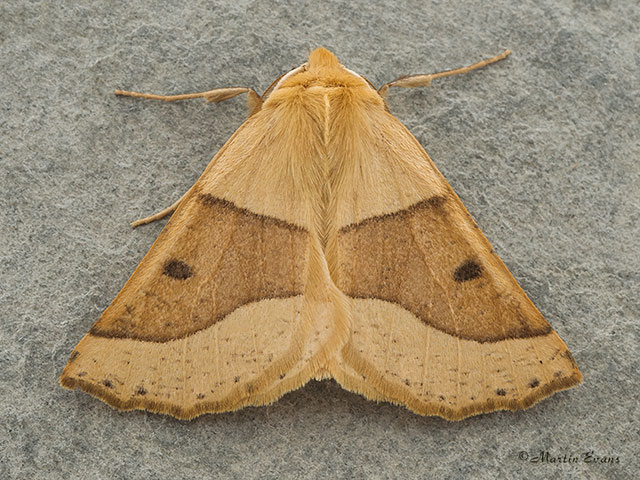  70.241 Scalloped Oak Copyright Martin Evans 