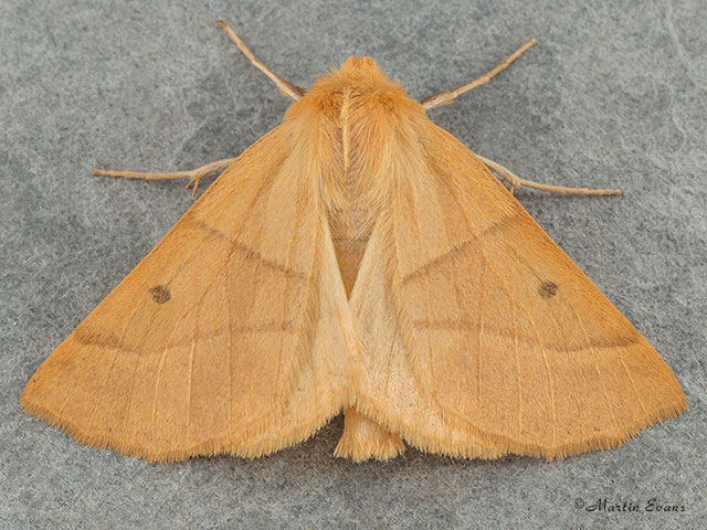  70.241 Scalloped Oak Copyright Martin Evans 