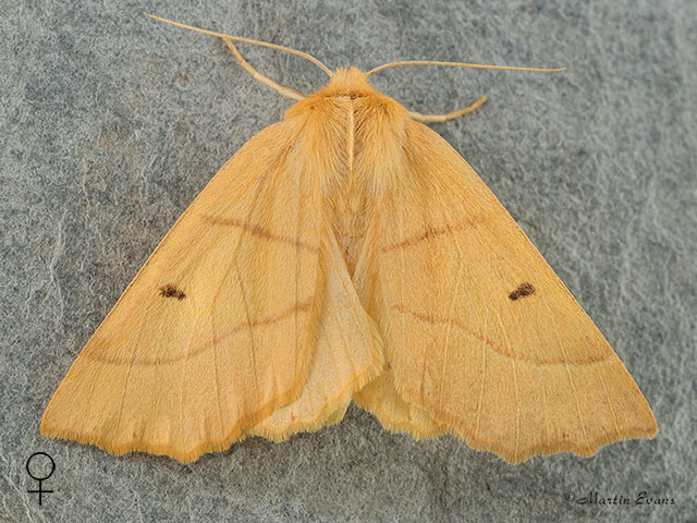  70.241 Scalloped Oak female Copyright Martin Evans 