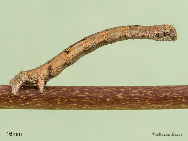  70.241 Scalloped Oak larva 16mm Copyright Martin Evans 