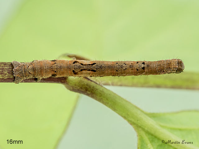  70.241 Scalloped Oak larva 16mm Copyright Martin Evans 