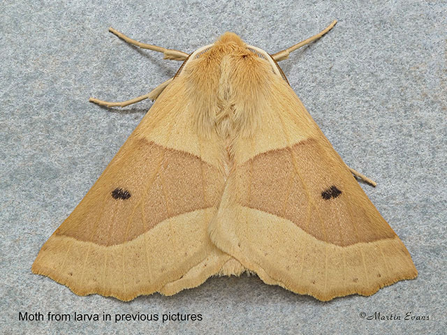  70.241 Scalloped Oak emerged Copyright Martin Evans 