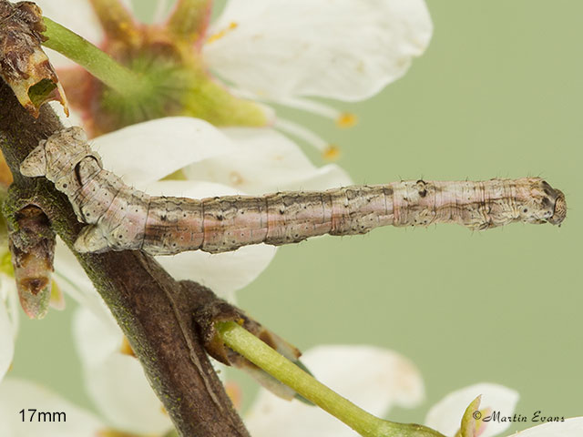  70.241 Scalloped Oak larva 17mm Copyright Martin Evans 