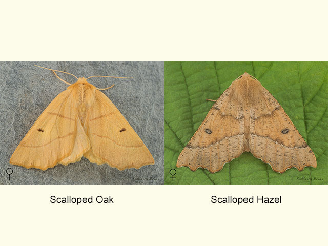  70.241 Scalloped Oak and Scalloped Hazel Copyright Martin Evans 