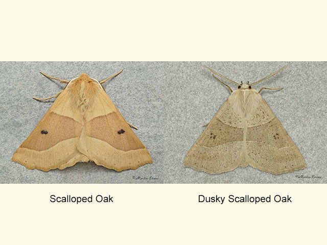  70.241 Scalloped Oak and Dusky Scalloped Oak Copyright Martin Evans 
