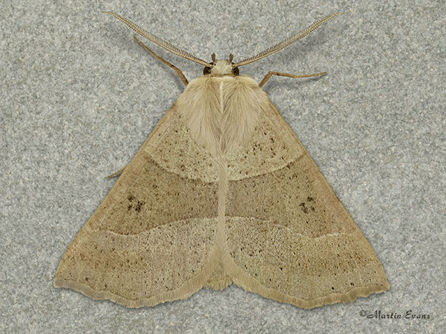  70.242 Dusky Scalloped Oak Copyright Martin Evans 