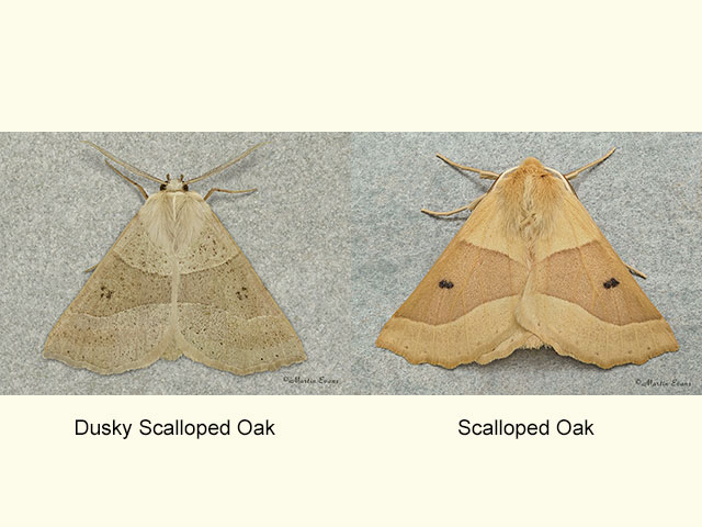  70.242 Dusky Scalloped Oak and Scalloped Oak Copyright Martin Evans 