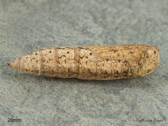  70.243 Swallow-tailed Moth pupa 26mm Copyright Martin Evans 