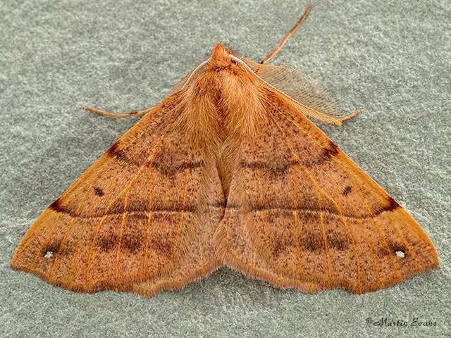 70.244 Feathered Thorn Copyright Martin Evans 