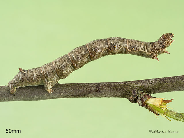  70.244 Feathered Thorn larva 50mm Copyright Martin Evans 
