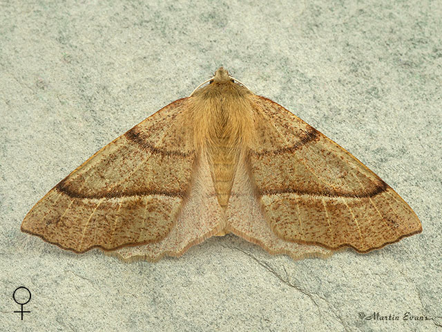  70.244 Feathered Thorn Copyright Martin Evans 