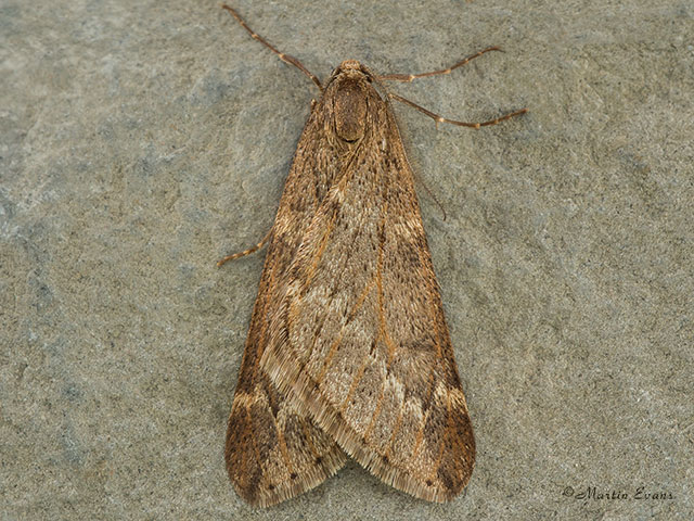 March Moth male Copyright Martin Evans 