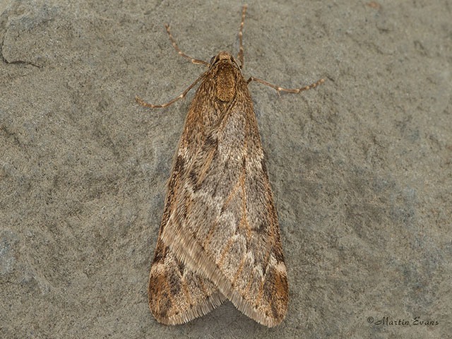 March Moth male form Copyright Martin Evans 