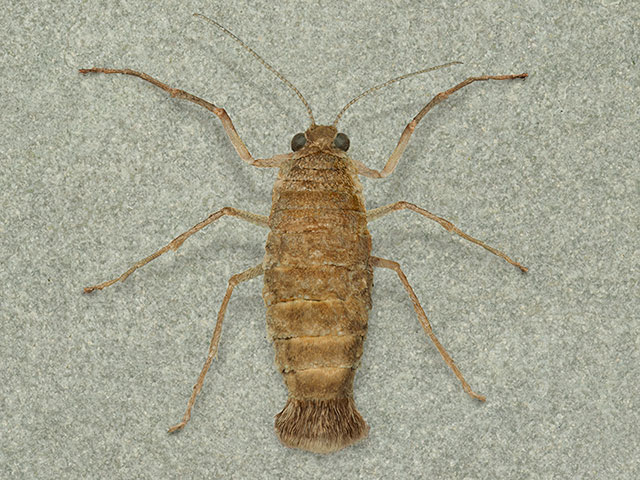 March Moth female Copyright Martin Evans 