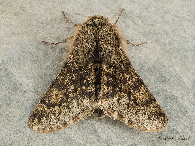  70.246 Small Brindled Beauty Copyright Martin Evans 