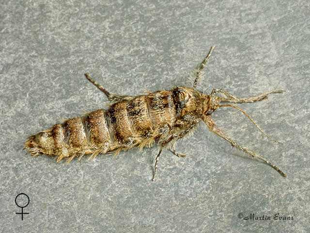  70.246 Small Brindled Beauty female Copyright Martin Evans 