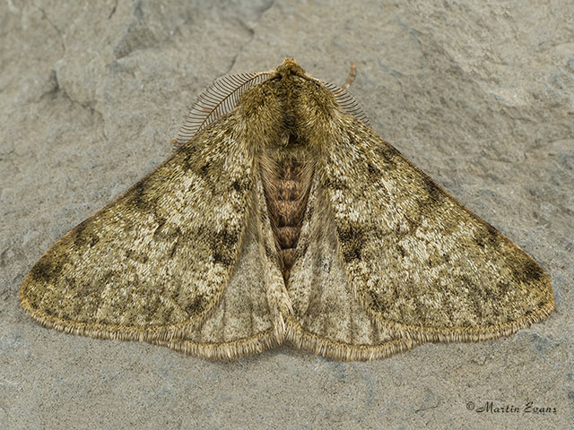  70.247 Pale Brindled Beauty Copyright Martin Evans 