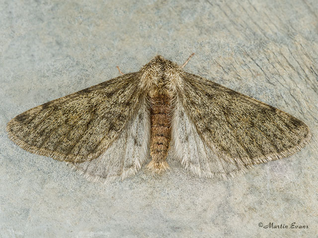  70.247 Pale Brindled Beauty Copyright Martin Evans 