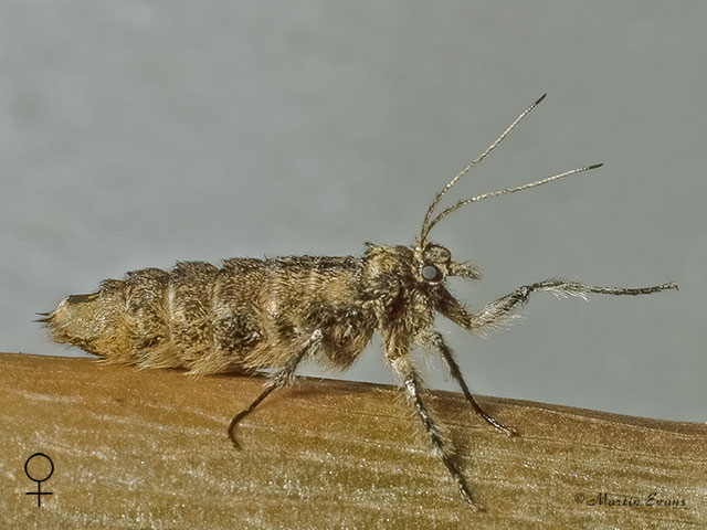  70.247 Pale Brindled Beauty female Copyright Martin Evans 