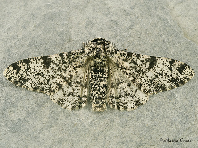  70.252 Peppered Moth Copyright Martin Evans 