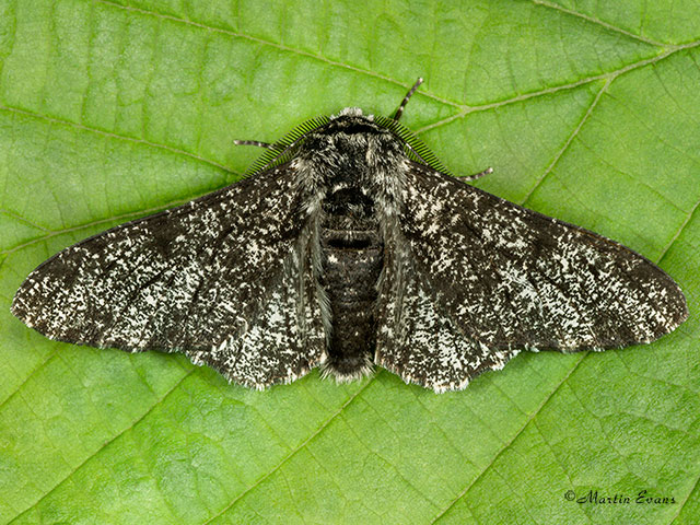  70.252 Peppered Moth Copyright Martin Evans 