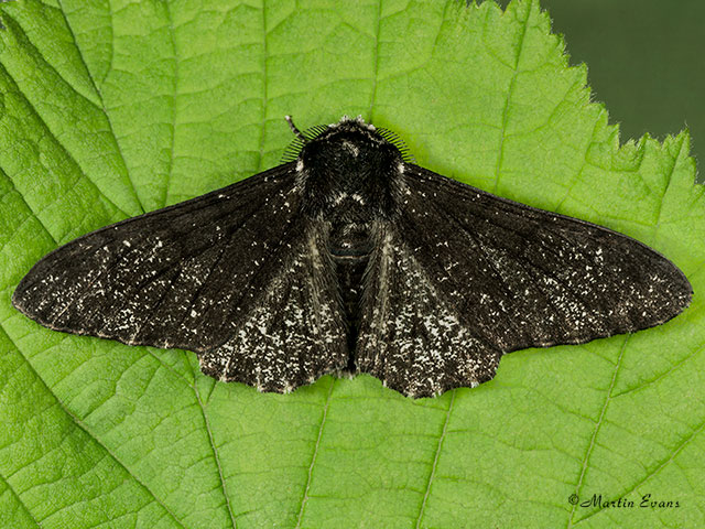  70.252 Peppered Moth Copyright Martin Evans 
