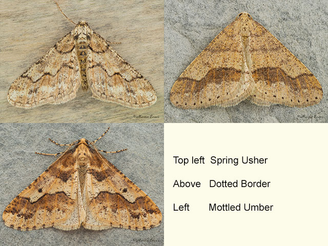  70.253 Spring Usher, Dotted Border and Mottled Umber Copyright Martin Evans 