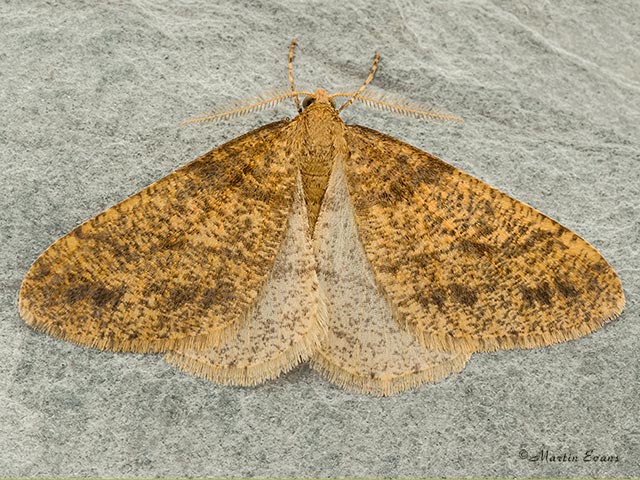  70.254 Scarce Umber Copyright Martin Evans 