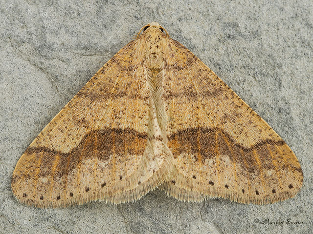  70.255 Dotted Border Copyright Martin Evans 