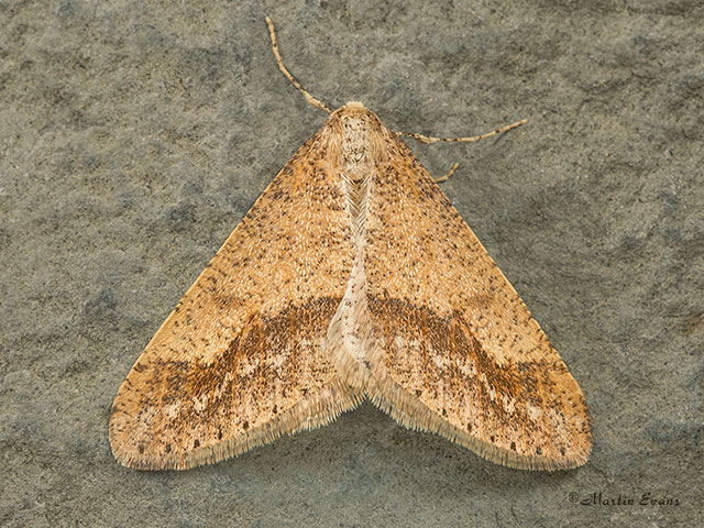  70.255 Dotted Border Copyright Martin Evans 